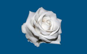 Weiße Rose Symbol für friedlichen Widerstand